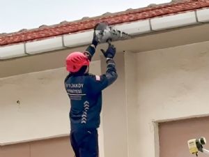 ciftlikkoy-itfaiyesi’nden-kus-ve-kedi-kurtarma-operasyonlari